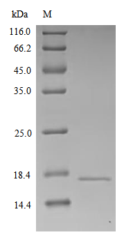 Recombinant Human Chromogranin-A (CHGA) – Figure 1 of 1
