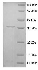 Recombinant Rat Muscarinic acetylcholine receptor M1 (Chrm1), partial – Figure 1 of 1