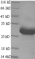 Recombinant Mouse Acetylcholine receptor subunit alpha (Chrna1), partial – Figure 1 of 1
