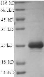 Recombinant Dog Chymase (CMA1) – Figure 1 of 1