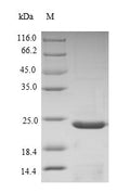 Recombinant Chicken Collagen alpha-1 (XII) chain (COL12A1), partial – Figure 1 of 1