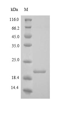 Recombinant Human Collagen alpha-1 (XVIII) chain (COL18A1), partial – Figure 1 of 1