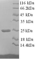 Recombinant Rat Collagen alpha-1 (I) chain, partial – Figure 1 of 1