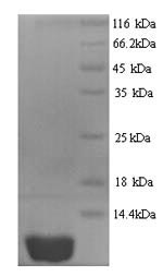 Recombinant Human C-X-C motif chemokine 10 (CXCL10) – Figure 1 of 1