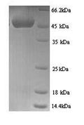 Recombinant Mouse CCN family member 1 (Ccn1) – Figure 1 of 1