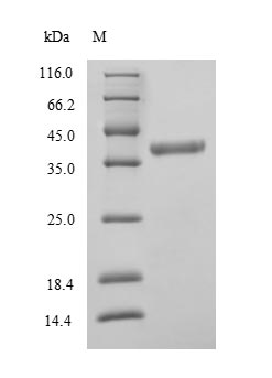 Recombinant Human D-amino-acid oxidase (DAO) – Figure 1 of 1