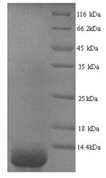 Recombinant Human Dermcidin (DCD) – Figure 1 of 1