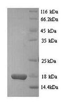 Recombinant Mouse D-dopachrome decarboxylase (Ddt) – Figure 1 of 1