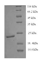 Recombinant Mouse Ephrin-B3 (Efnb3), partial – Figure 1 of 1