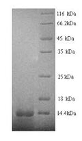 Recombinant Human Early growth response protein 1 (EGR1), partial – Figure 1 of 1