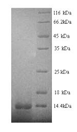 Recombinant Human Early growth response protein 1 (EGR1), partial – Figure 1 of 1
