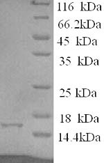 Recombinant Human Eukaryotic translation initiation factor 4E-binding protein 2 (EIF4EBP2) – Figure 1 of 1