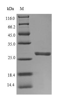 Recombinant Human Neutrophil elastase (ELANE) – Figure 1 of 1