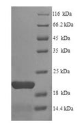 Recombinant Bovine Erythropoietin (EPO) – Figure 1 of 1