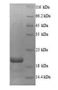 Recombinant Macaca fascicularis Erythropoietin (EPO) – Figure 1 of 1