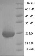Recombinant Rat Fibroblast growth factor 23 (Fgf23) – Figure 1 of 1