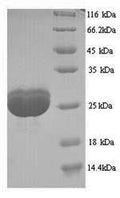 Recombinant Human Filaggrin (FLG), partial – Figure 1 of 1