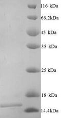 Recombinant Mouse Frataxin,mitochondrial (Fxn), partial – Figure 1 of 1