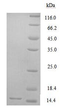 Recombinant Mouse Glucagon receptor (Gcgr), partial – Figure 1 of 1