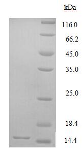 Recombinant Mouse Glucagon receptor (Gcgr), partial – Figure 1 of 1