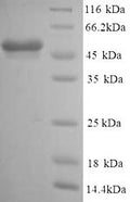 Recombinant Mouse Glial fibrillary acidic protein (Gfap) – Figure 1 of 1