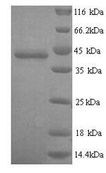 Recombinant Mouse Guanine nucleotide-binding protein G (o) subunit alpha (Gnao1) – Figure 1 of 1