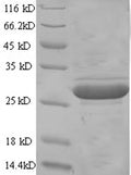 Recombinant Mouse Glypican-4 (Gpc4), partial – Figure 1 of 1