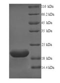 Recombinant Human Probable G-protein coupled receptor 75 (GPR75), partial – Figure 1 of 1