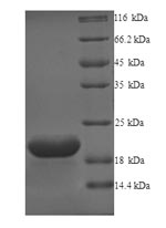 Recombinant Human Probable G-protein coupled receptor 75 (GPR75), partial – Figure 1 of 1