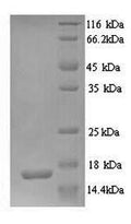 Recombinant Human Glutamate receptor 3 (GRIA3), partial – Figure 1 of 1