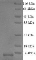 Recombinant Mouse Guanylate cyclase activator 2B (Guca2b) – Figure 1 of 1