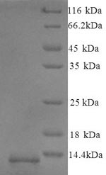 Recombinant Mouse Guanylate cyclase activator 2B (Guca2b) – Figure 1 of 1