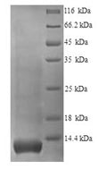 Recombinant Human Glycophorin-A (GYPA), partial – Figure 1 of 1