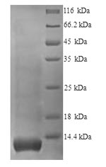 Recombinant Human Glycophorin-A (GYPA), partial – Figure 1 of 1