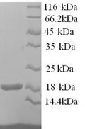 Recombinant Mouse Hemoglobin subunit alpha (Hba) – Figure 1 of 1