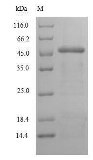 Recombinant Human Indoleamine 2,3-dioxygenase 1 (IDO1) – Figure 1 of 1