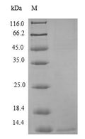 Recombinant Human Interferon alpha-inducible protein 6 (IFI6) – Figure 1 of 1