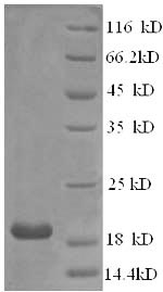 Recombinant Human Interferon alpha-21 (IFNA21) – Figure 1 of 1