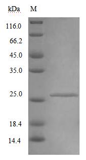 Recombinant Mouse Interferon alpha/beta receptor 2 (Ifnar2), partial – Figure 1 of 1