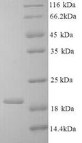 Recombinant Bovine Interleukin-10 (IL10) – Figure 1 of 1