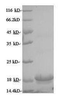 Recombinant Macaca mulatta Interleukin-10 (IL10) – Figure 1 of 1