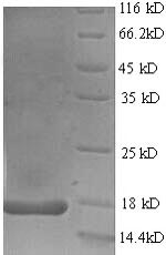 Recombinant Rabbit Interleukin 17A (IL17A), partial – Figure 1 of 1