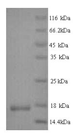 Recombinant Human Interleukin-4 (IL4) – Figure 1 of 1