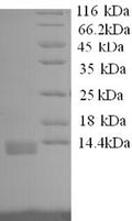 Recombinant Dog Interleukin-8 (CXCL8) – Figure 1 of 1