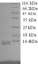 Recombinant Dog Interleukin-8 (CXCL8) – Figure 1 of 1