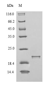 Recombinant Human Integrin alpha-V (ITGAV), partial – Figure 1 of 1