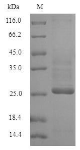 Recombinant Human Potassium voltage-gated channel subfamily D member 1 (KCND1), partial – Figure 1 of 1