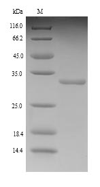Recombinant Rat Kinesin-like protein KIF1C (Kif1c), partial – Figure 1 of 1