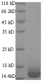 Recombinant Mouse Galectin-7 (Lgals7) – Figure 1 of 1