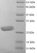 Recombinant Human Leukocyte immunoglobulin-like receptor subfamily A member 5 (LILRA5), partial – Figure 1 of 1